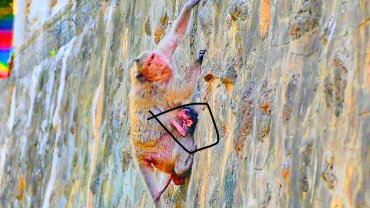 Oh GOD Help....The Oldest Monkey Mother Struggling To Climb The Wall - She's Not Successful