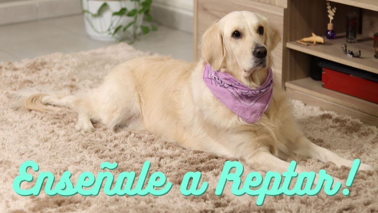 Enséñale a tu perro a reptar