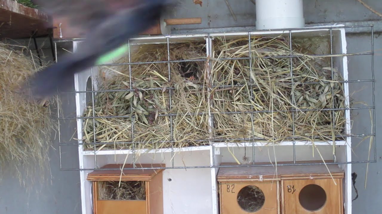 Do you Breed Finches & waxbills in an outdoor Aviary?