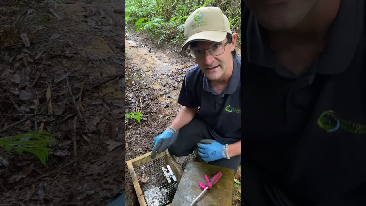 How to Set a DOC 200 Trap | Protect Indigenous Wildlife from Pests in New Zealand