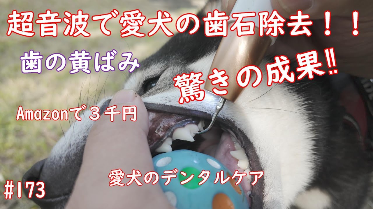 愛犬の歯石除去！歯の黄ばみ！超音波で取ってみた。まさかの結果‼＃豆柴暮らし＃愛犬のデンタルケア＃柴犬#豆柴