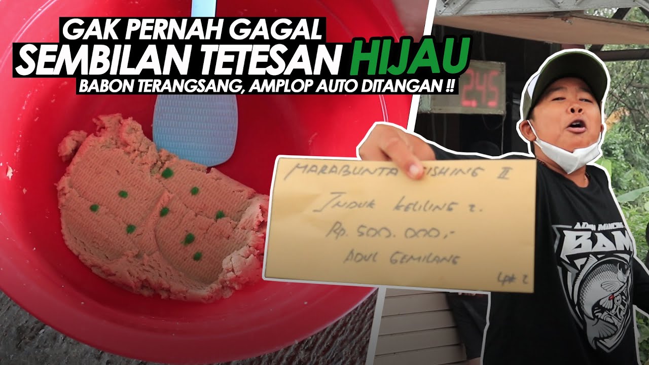 WAJIB COBA., AMPLOP AUTO DI TANGAN❗️GARENG FEAT AMIS KUNING PREMIUM || Am#240
