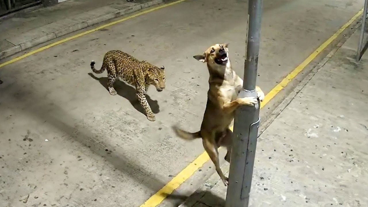 These Animals Forgot How to Act Normal  | Funny Animal Compilation