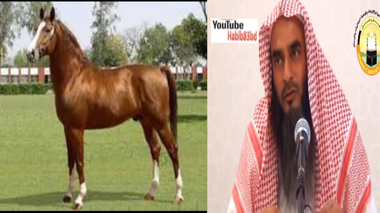 ঘোড়ার গোশত হালাল না হারাম শায়েখ মতিউর রহমান মাদানী Bangla Waz New Short Video