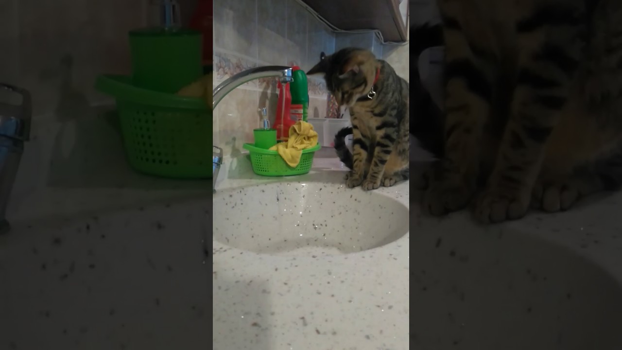 Kedi oyunu sever