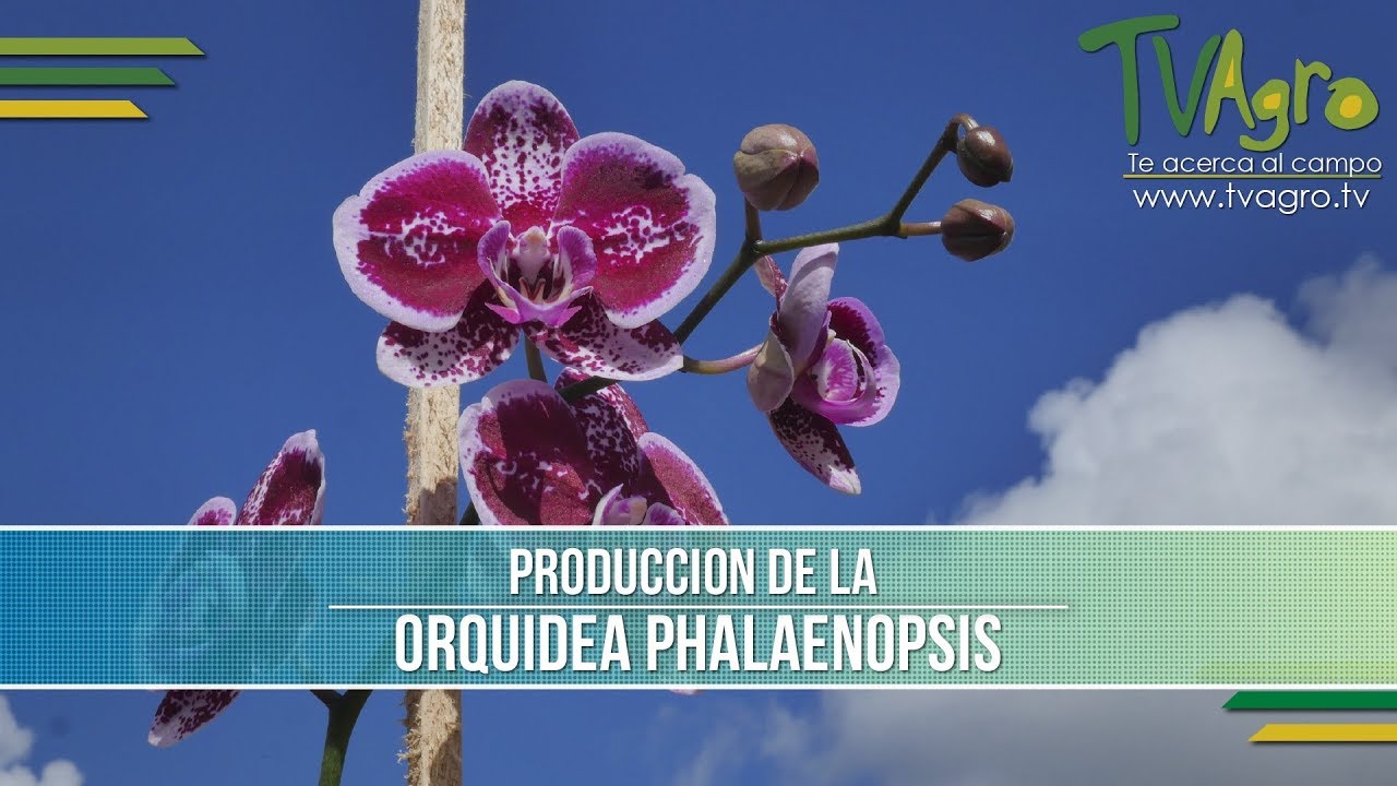 Caracteristicas de la Produccion de la Orquidea Phalaenopsis-Puyo - TvAgro por Juan Gonzalo Angel
