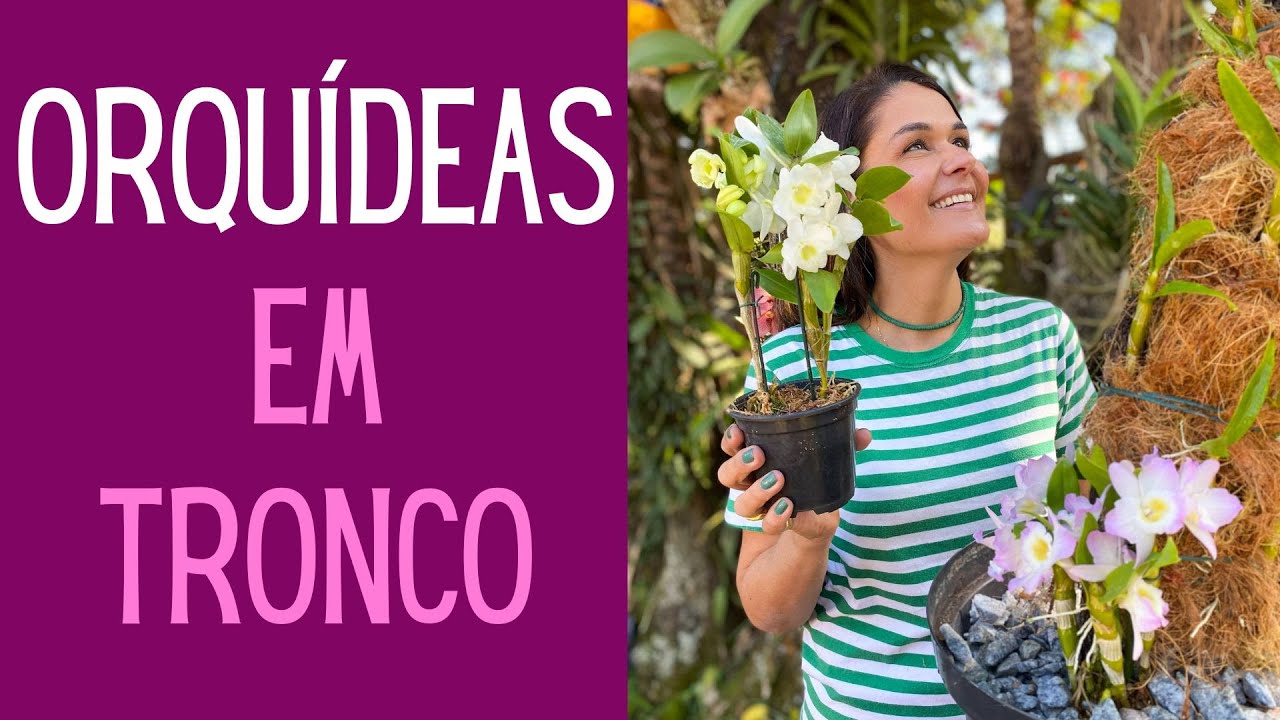 ORQUÍDEAS: Como plantar e cuidar de orquídeas em tronco?