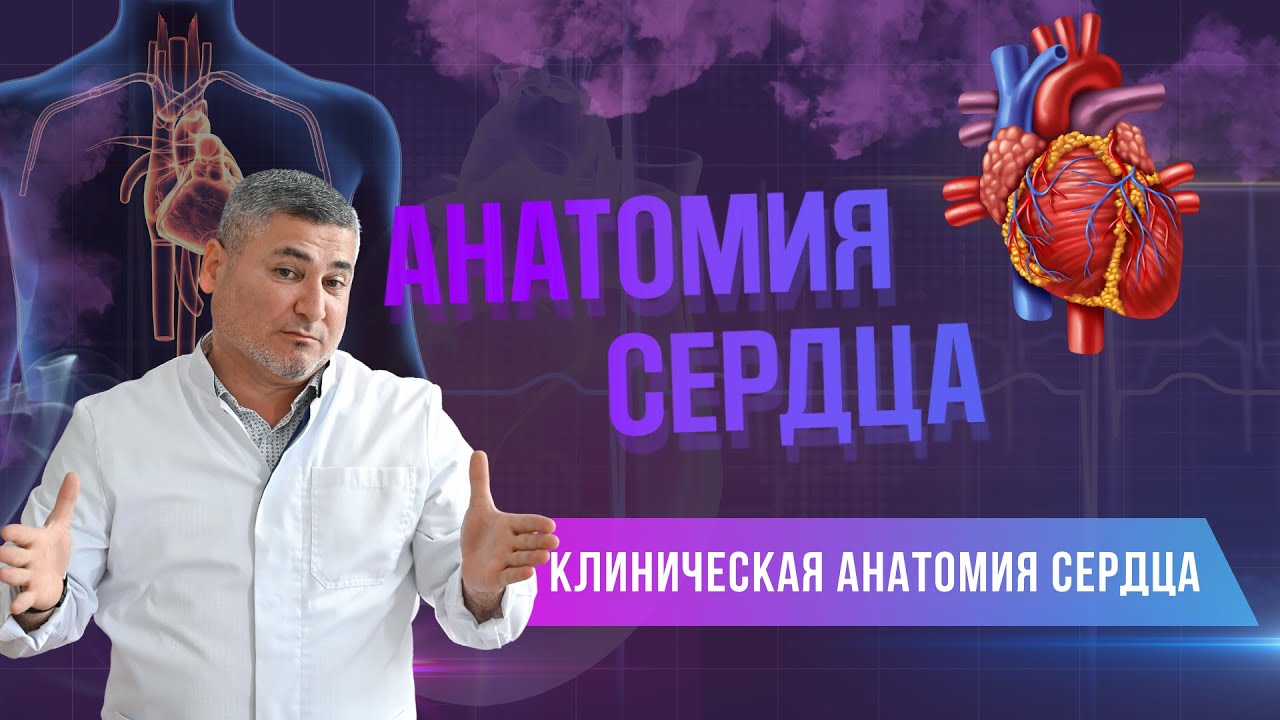 Клиническая анатомия сердца