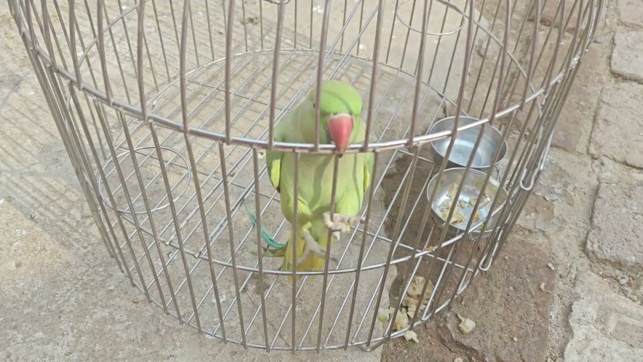 Tota Nahi Bolta? Sirf 5 Minute Mein Bolna Sikhao | Parrot Talking Tips | Tota Bolne Ka Asan Tarika