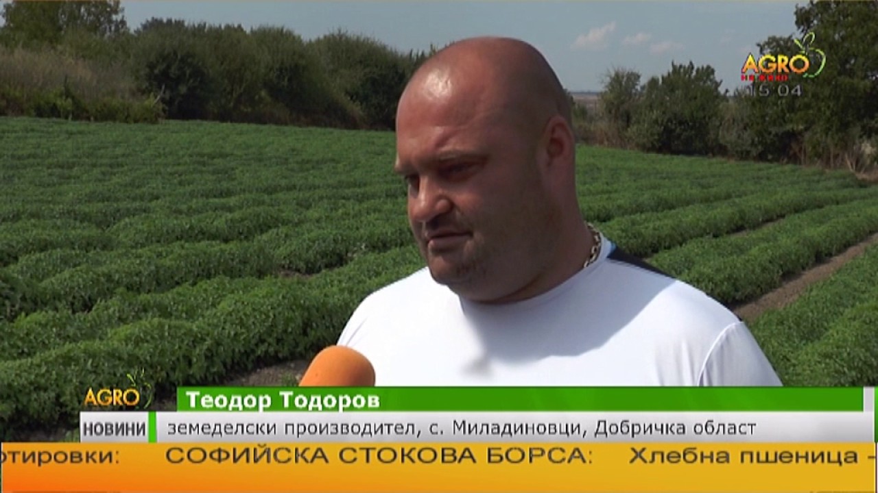 В Добруджа расте интересът към отглеждането на маточина