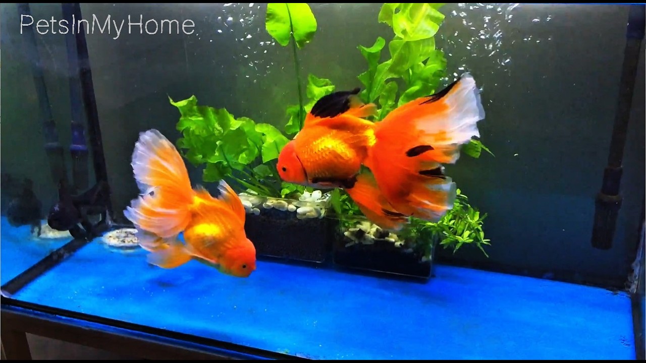 Goldfish With a HUGE Veil Tail #veiltail #goldfish #grace #big