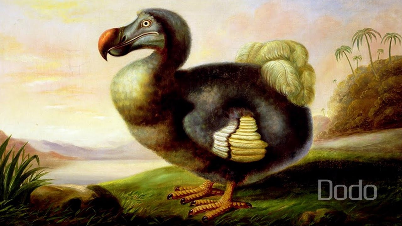Dodo (Raphus cucullatus)
