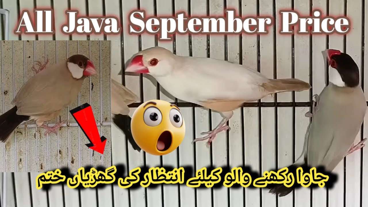 Java sparrow Sep New Price List alert l Java birds new price update l V No 352  Sur Birds Channel