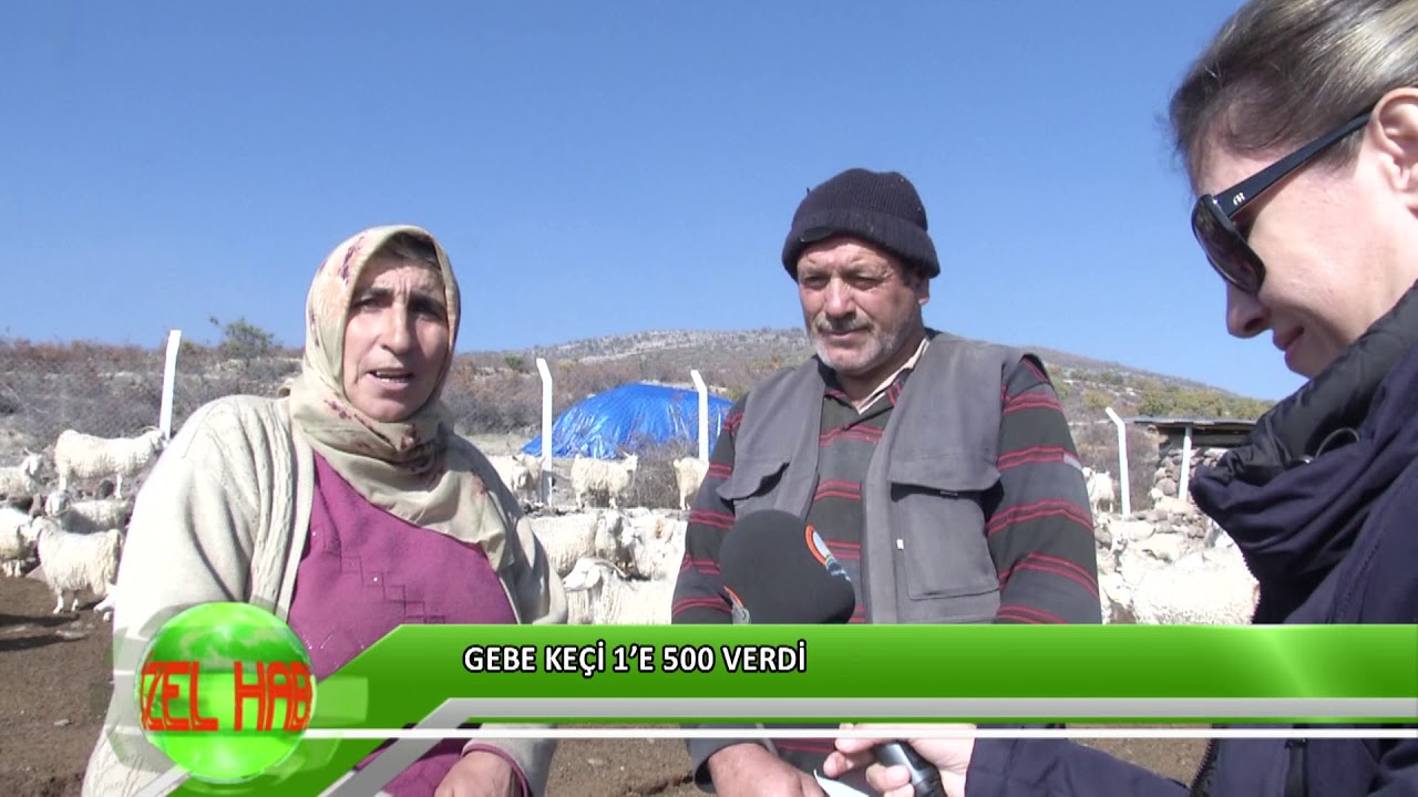 Gebe keçi 1’e 500 verdi