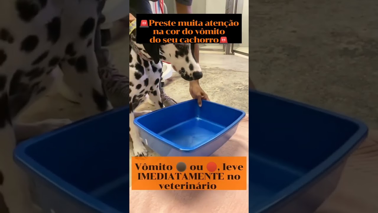 FIQUE MUITO ATENTO A COR DO VOMITO DO SEU C&Atilde;O #adestrador #pets #cao #caes #cachorros #adestramento