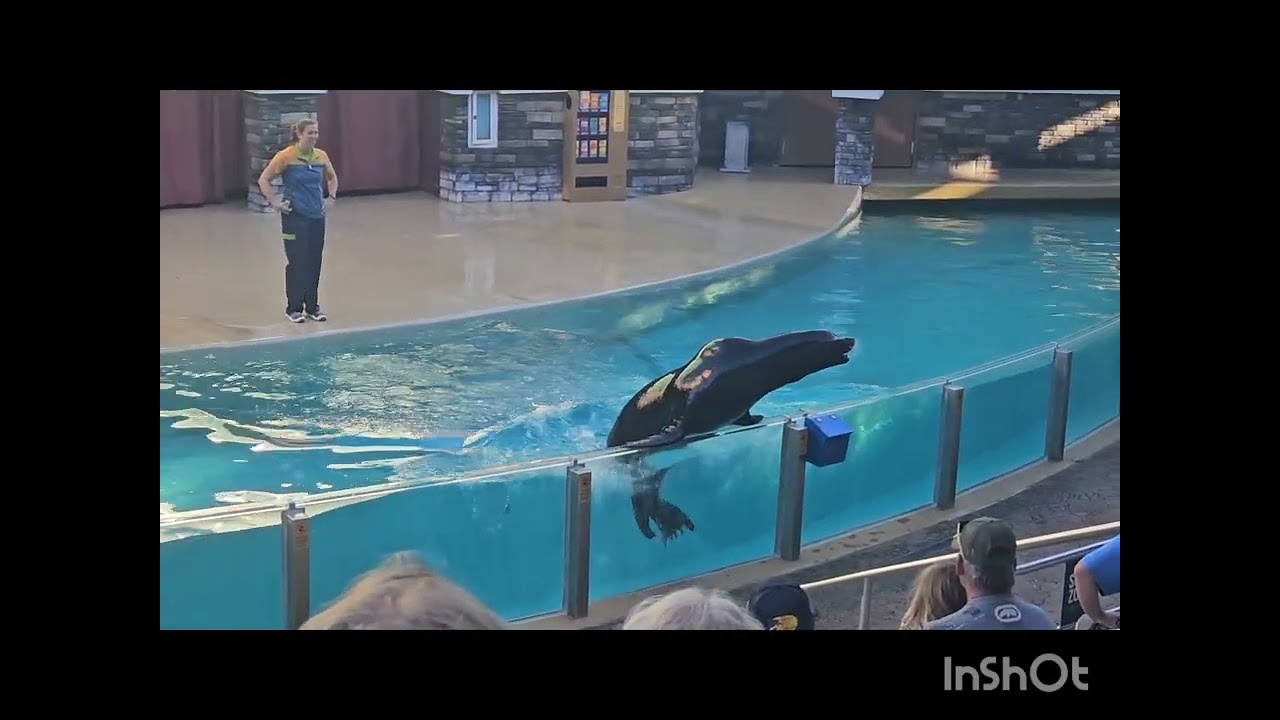 Sea Lion show at SeaWorld Orlando - February  2026. 🦭🦭🦭🦭🦭❤️