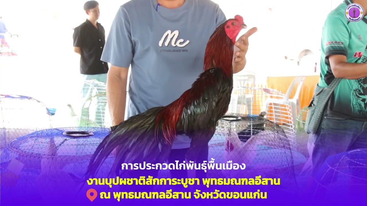 บรรยากาศการประกวดไก่พันธุ์พื้นเมือง งานบุปผชาติสักการะบูชา พุทธมณฑลอีสานจังหวัดขอนแก่น 2569