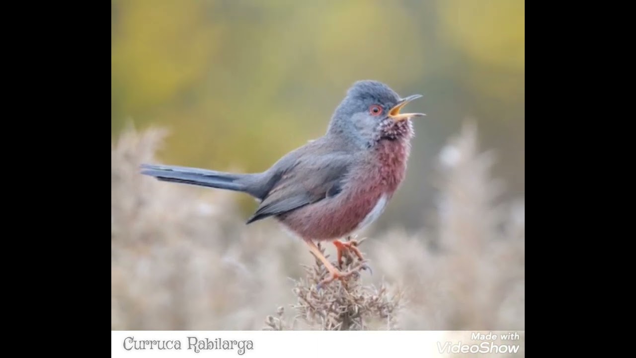 Reclamo De Curruca Rabilarga (Sylvia Undata) El Mejor Para Llamar HD.