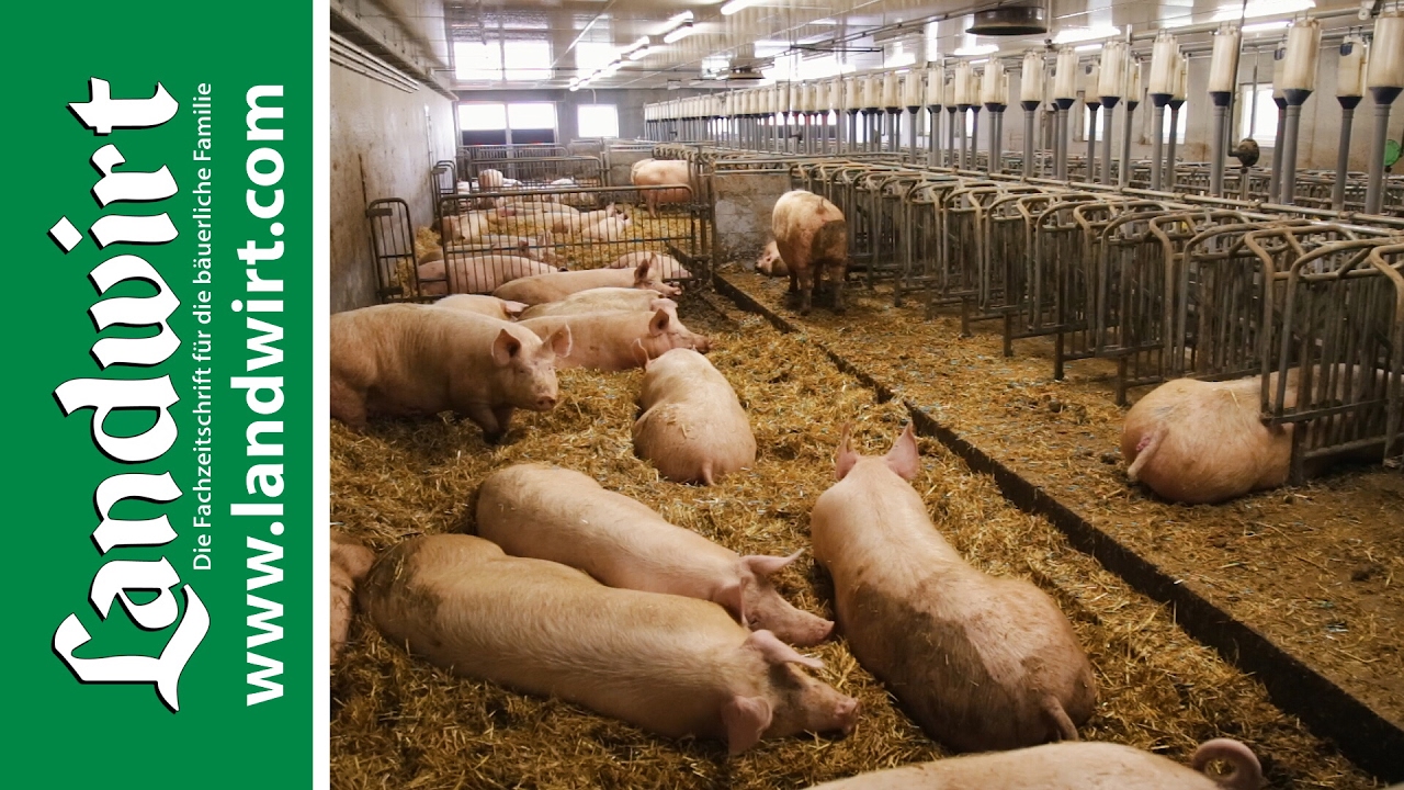 Stallbau für Schweineställe | landwirt.com