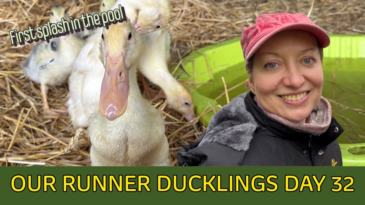 Our runner ducklings - Day 32 - you won't believe how they react to water