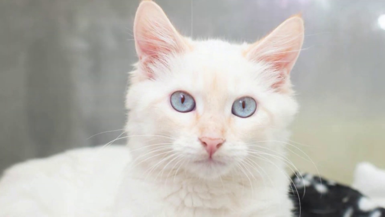 MEET ZEUS AND HADES! THE CUTEST 😻 FLAME POINT BONDED SIAMESE!