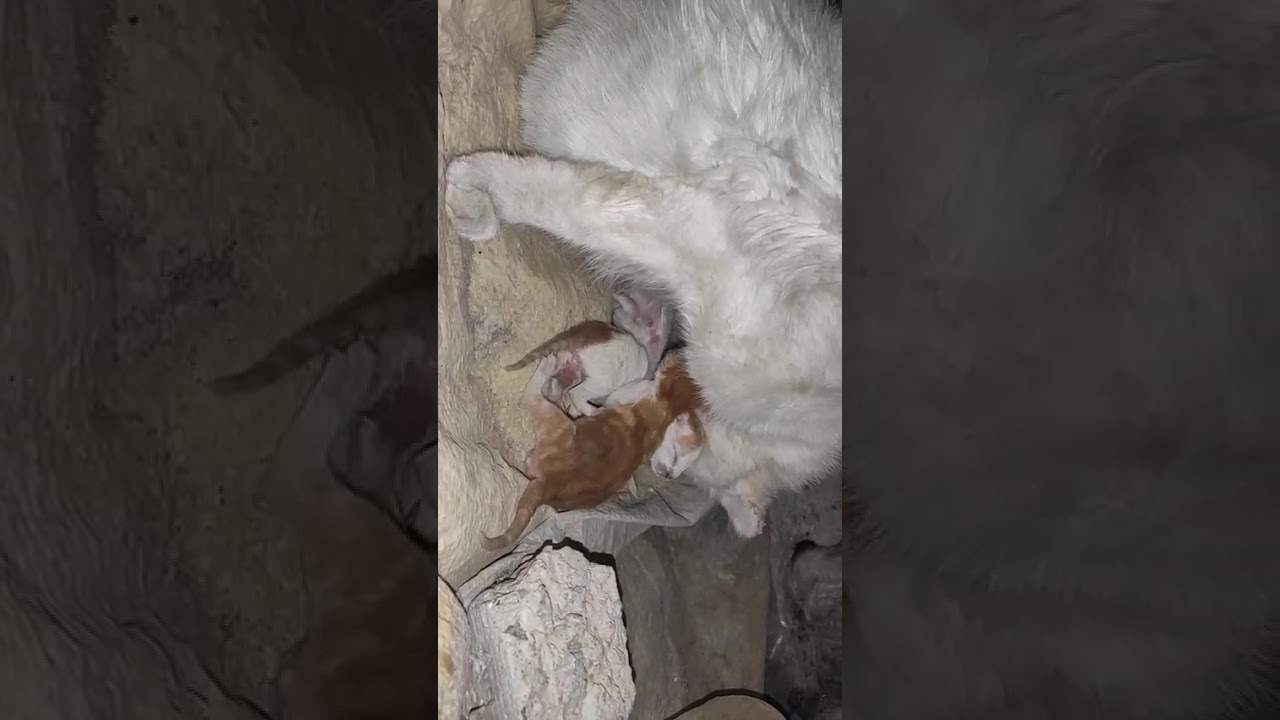 My cat Inas’ first day after giving birth—she had five babies!