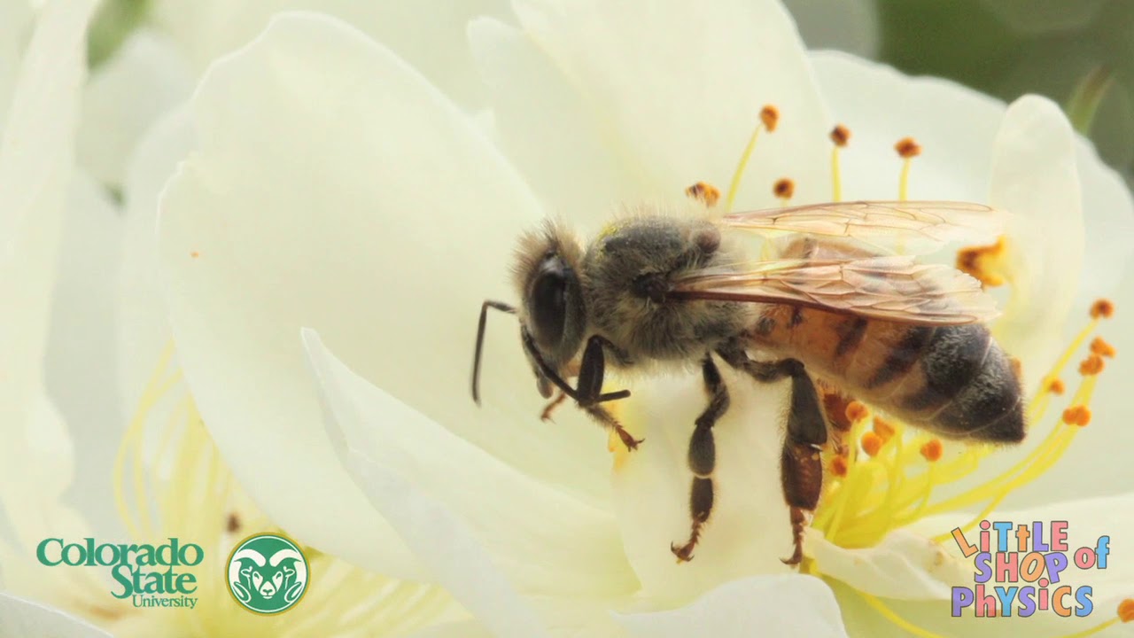 Sky Polarization and Bee Navigation