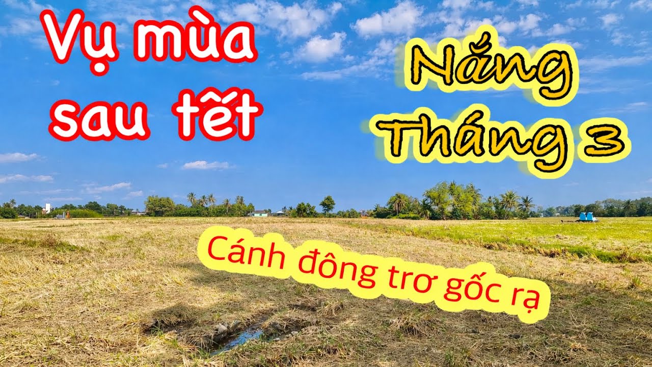 Chạy xe về Xã Mỹ Lệ Cần Đước – Ngắm Cảnh đồng sau Tết 