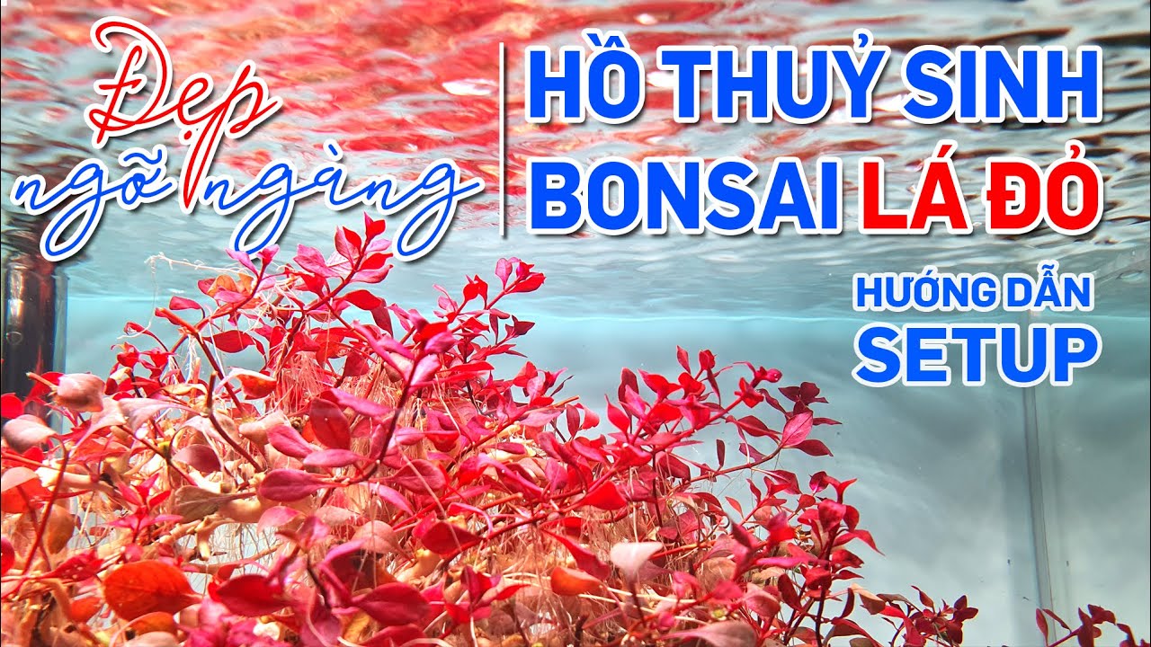 Đẹp ngỡ ngàng hồ thuỷ sinh bonsai lá đỏ, hướng dẫn setup chi tiết - Quoidecor
