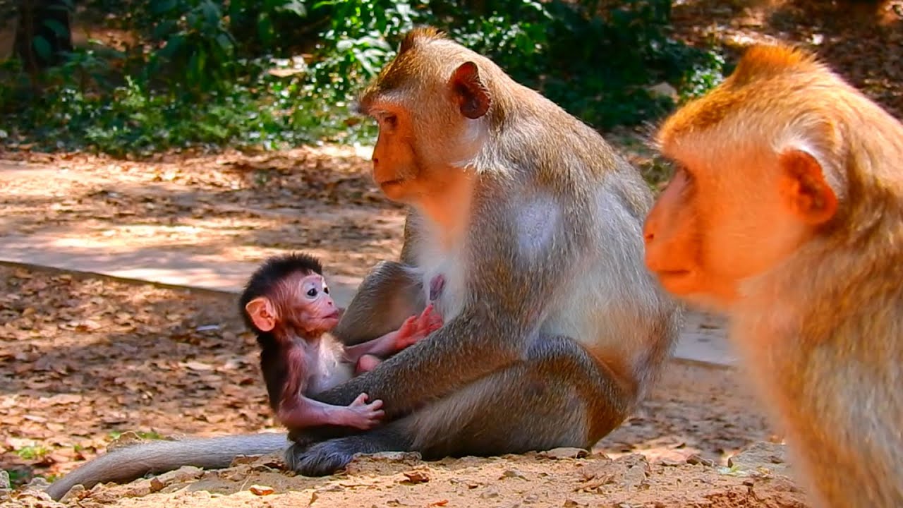 Awesomey Mother Monkey So Caring She Never Leave Her Baby Alone | Real Life Baby Monkey