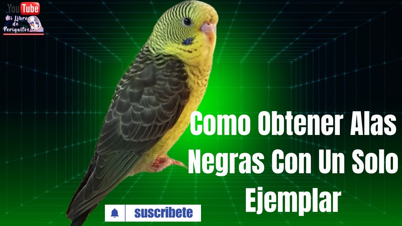 Como Obtener Periquitos Alas Negras Con Un Solo Ejemplar