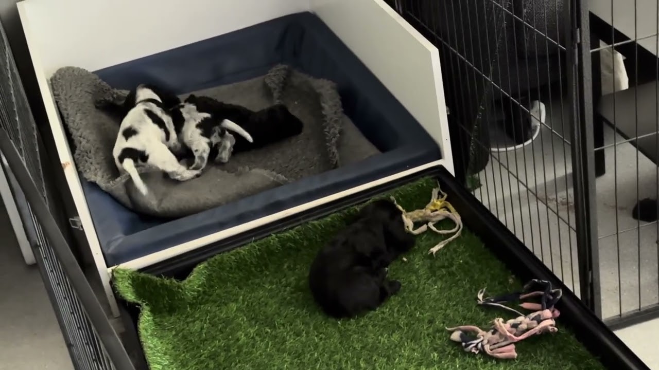 Litter 8: Thirty Minutes of Eating and Playing
