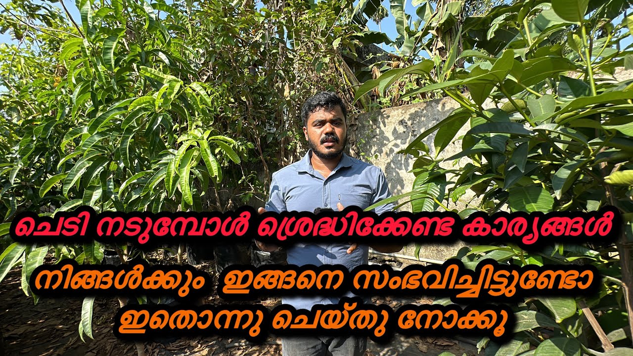 തൈകൾ നടുമ്പോൾ എന്തുകൊണ്ടാണ് ഇങ്ങനെ ചെയ്യുന്നെത്...?  Mangosteen വെയിലിൽ വളരുമോ...?  എന്തുകൊണ്ട്...?