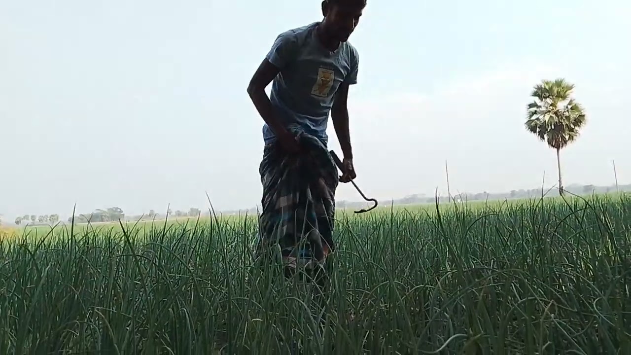 পিয়াজের ক্ষেতের আগাছা পরিষ্কার ❤️❤️#video #funny #comedy 