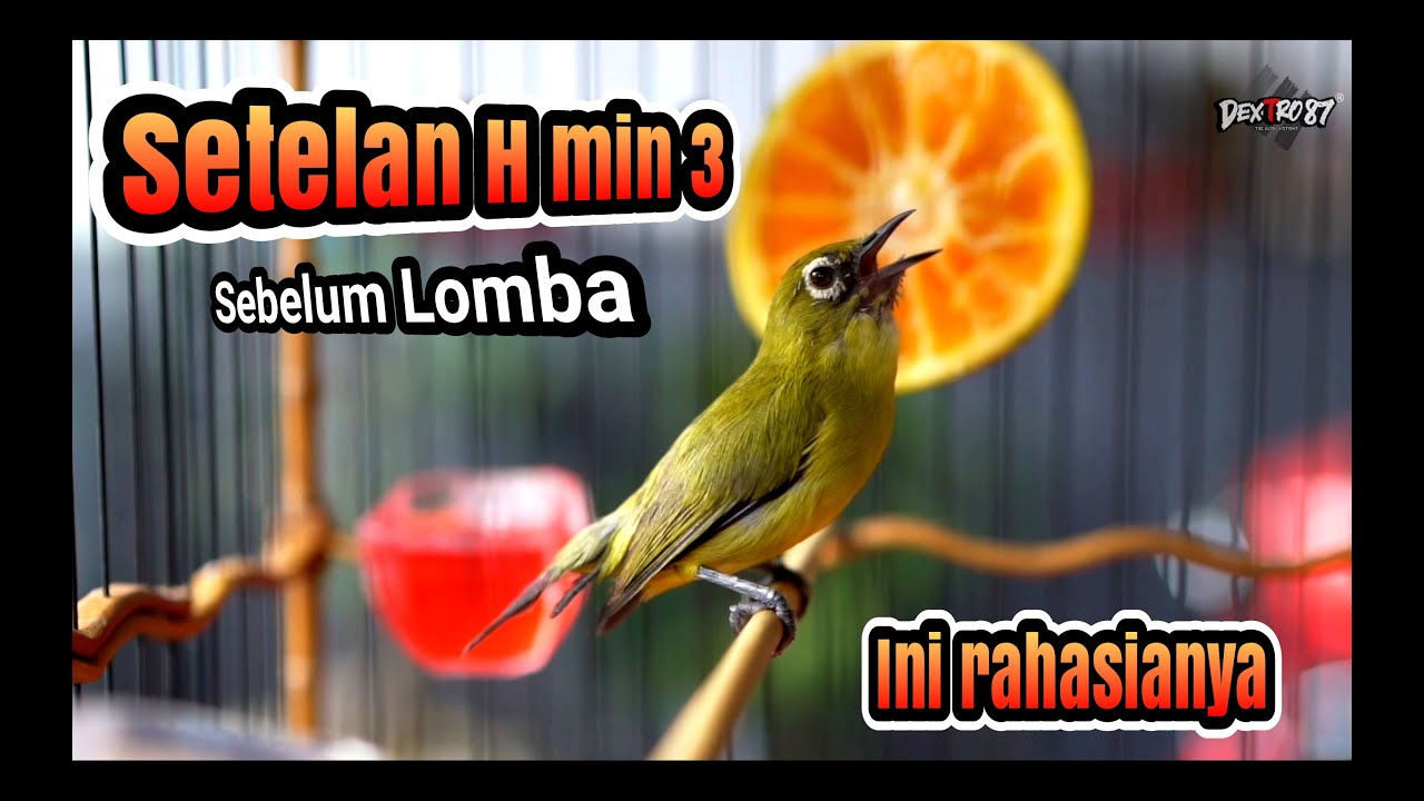 perawatan pleci sebelum lomba agar juara di gantangan