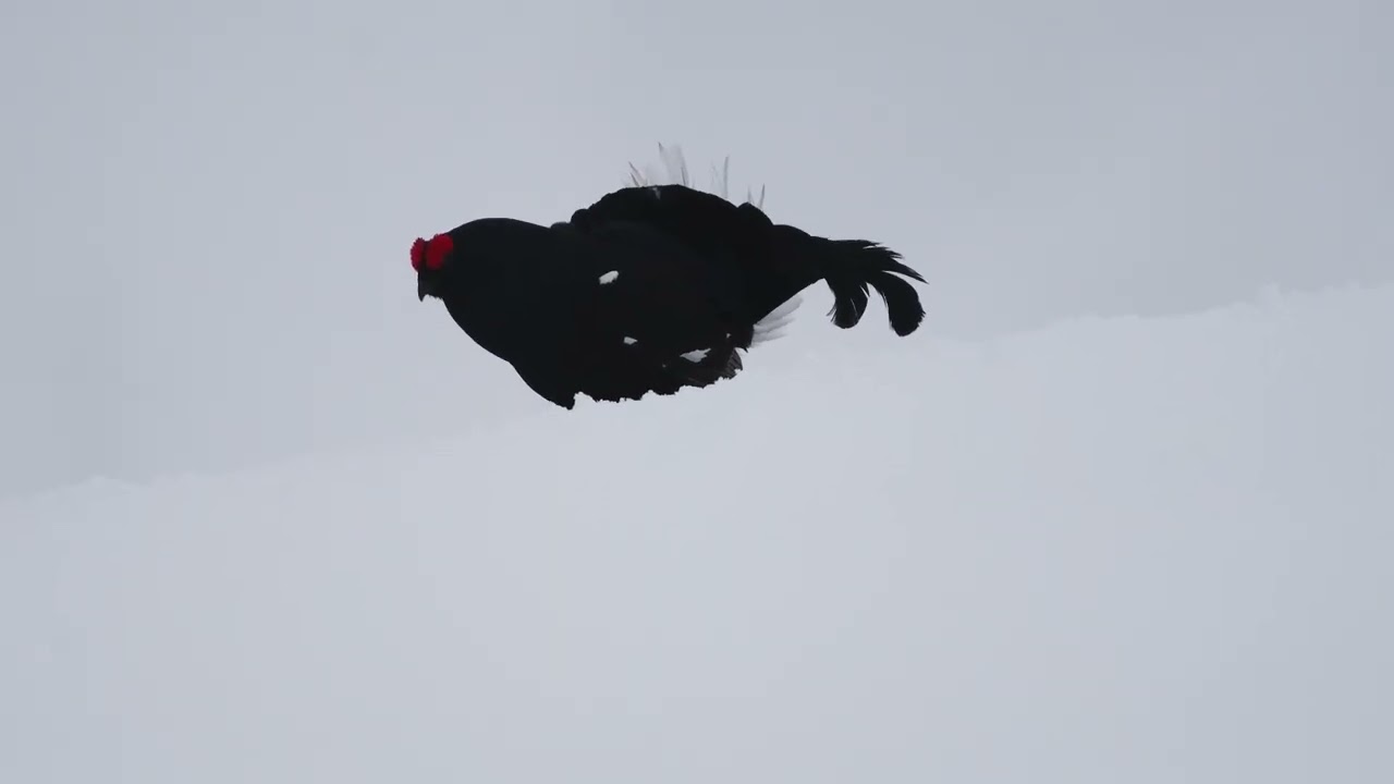Going Up the Mountain