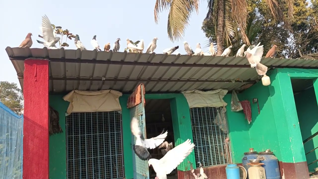 🧿🕊️জেঠু কিছু পায়রা শখ করাচ্ছে দেখুন বন্ধুরা 🕊️🧿