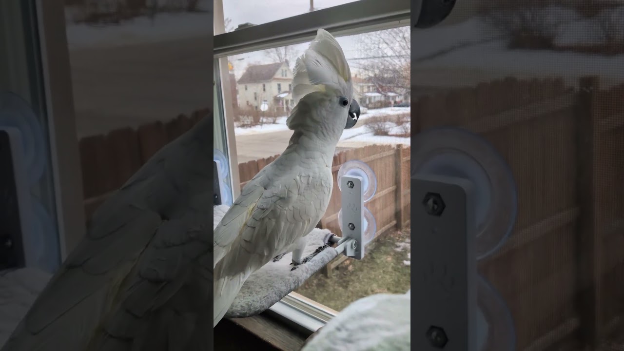 #ПтичкаФерби #наблюдает #за #окрестностями из своего #окна #наседки