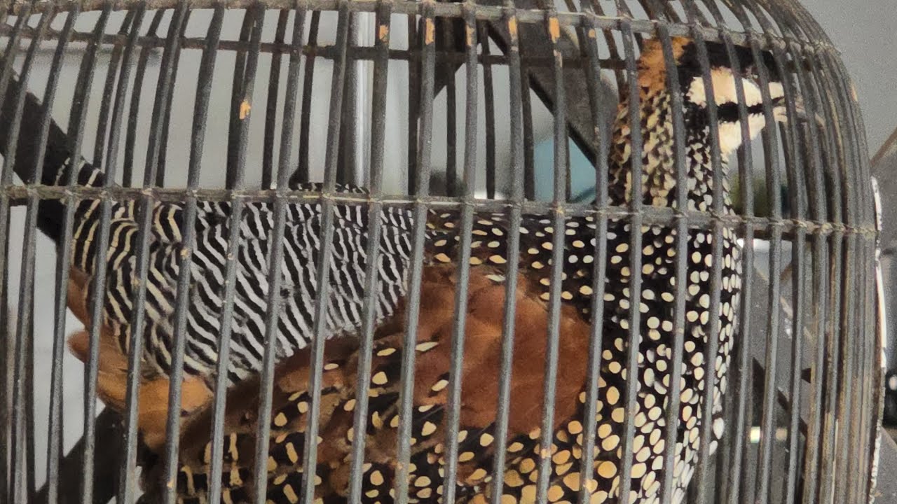 ទទាធ្នាក់ អាប្រមោយ