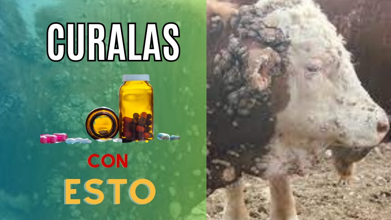 ¿CÓMO ACABAR CON LAS VERRUGAS EN EL GANADO BOVINO?