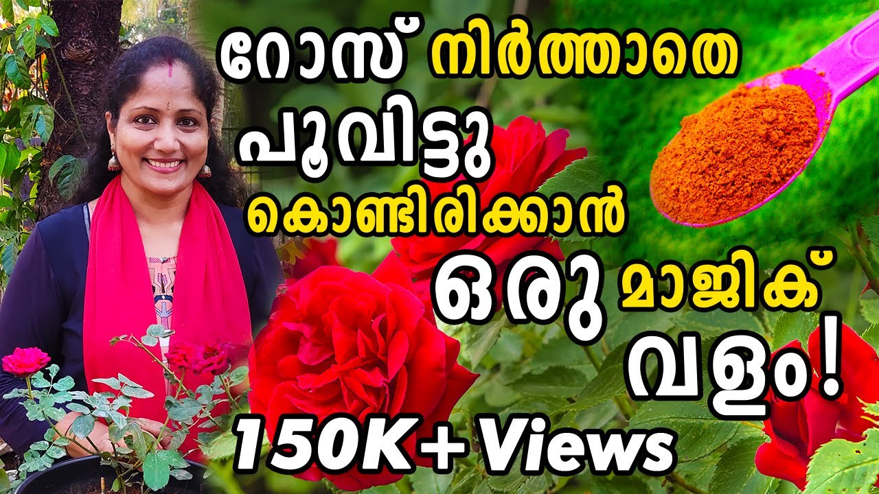 റോസ് നിർത്താതെ പൂവിട്ടു കൊണ്ടിരിക്കാൻ ഒരു മാജിക് വളം! | FLOWER BOOSTER Fertilizer For Rose Plants!