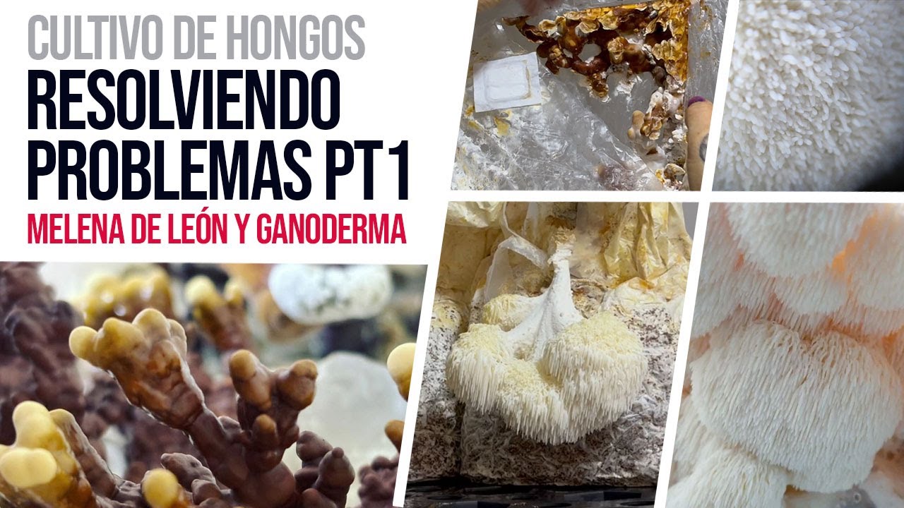 Cultivo de Hongos: Resolviendo problemas pt.1 - Melena de Léon y Reishi