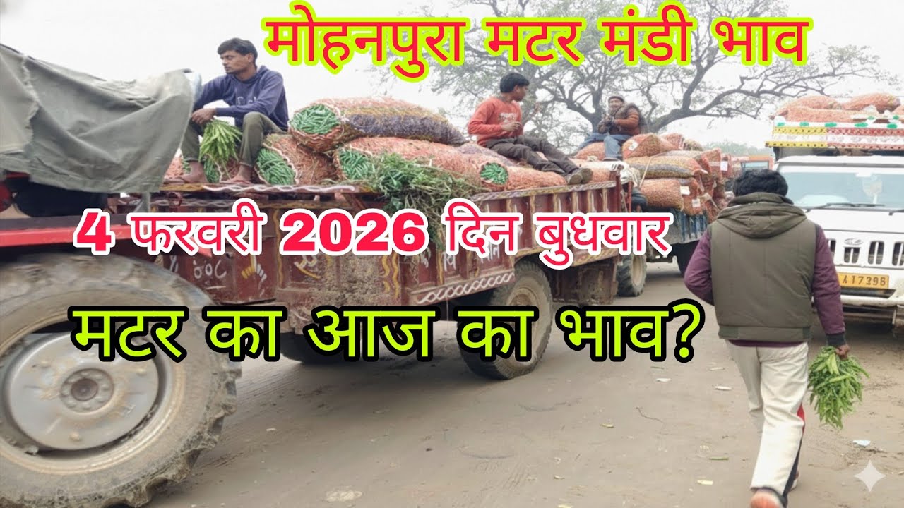 🫛मटर आवक कैसी ,भाव क्या!मोहनपुरा मटर मंडी भाव।4 फरवरी 2026।Mater rate today।उत्तर प्रदेश 
