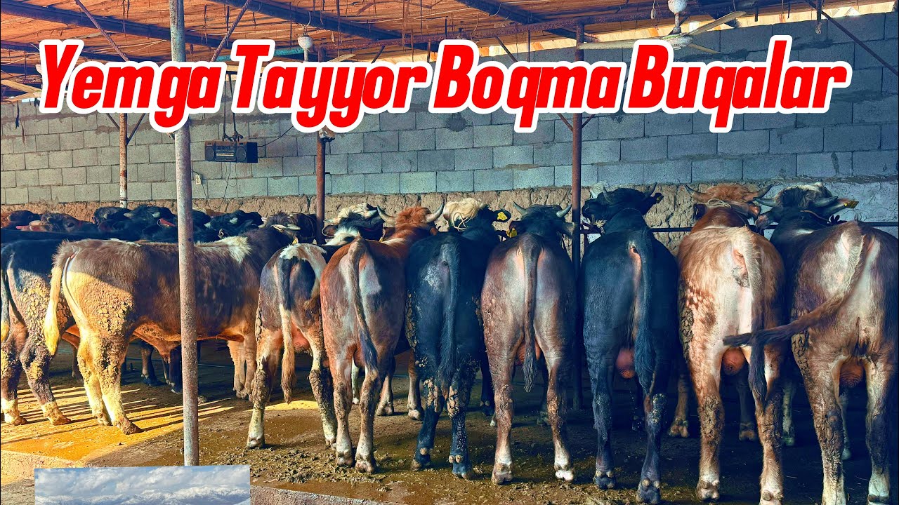 🇰🇬QIRGIZISTON BOQMA BUQALAR KELDI NARXLARINI ARZON QIVARDI. 🔥🔥🔥SHOSHILAMIZ🏃‍♂️‍➡️🏃‍♂️‍➡️🏃‍♂️‍➡️