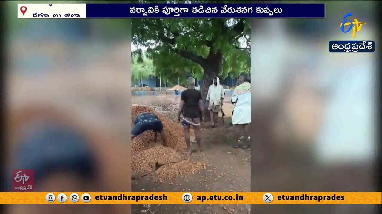 ఎమ్మిగనూరు వ్యవసాయ మార్కెట్&zwnj;లో తడిచిన వేరుశనగ