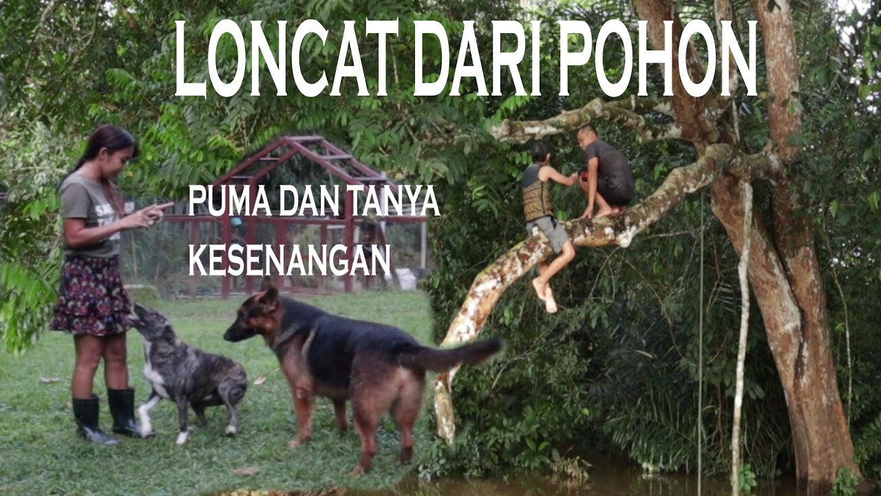 Balik ke Rumah Hutan berdua aja dengan Enzo || Puma Tanya gila Kesenangan