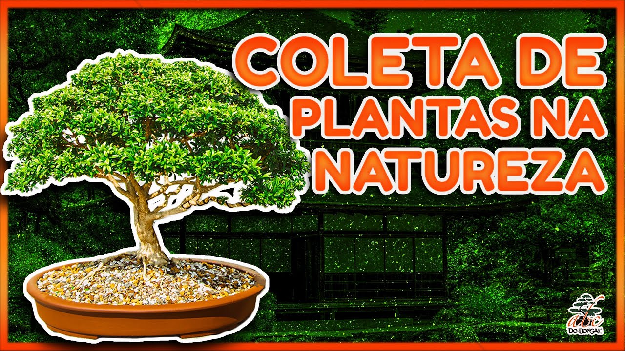 COLETA DE PLANTAS NA NATUREZA   ABC DO BONSAI RESPONDE