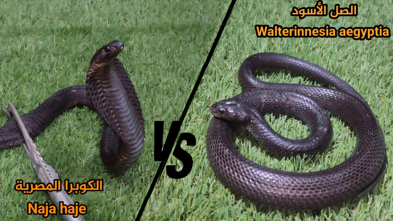 تجربة سموم الصل الاسود على الكوبرا المصرية مع احمد الدكرونى