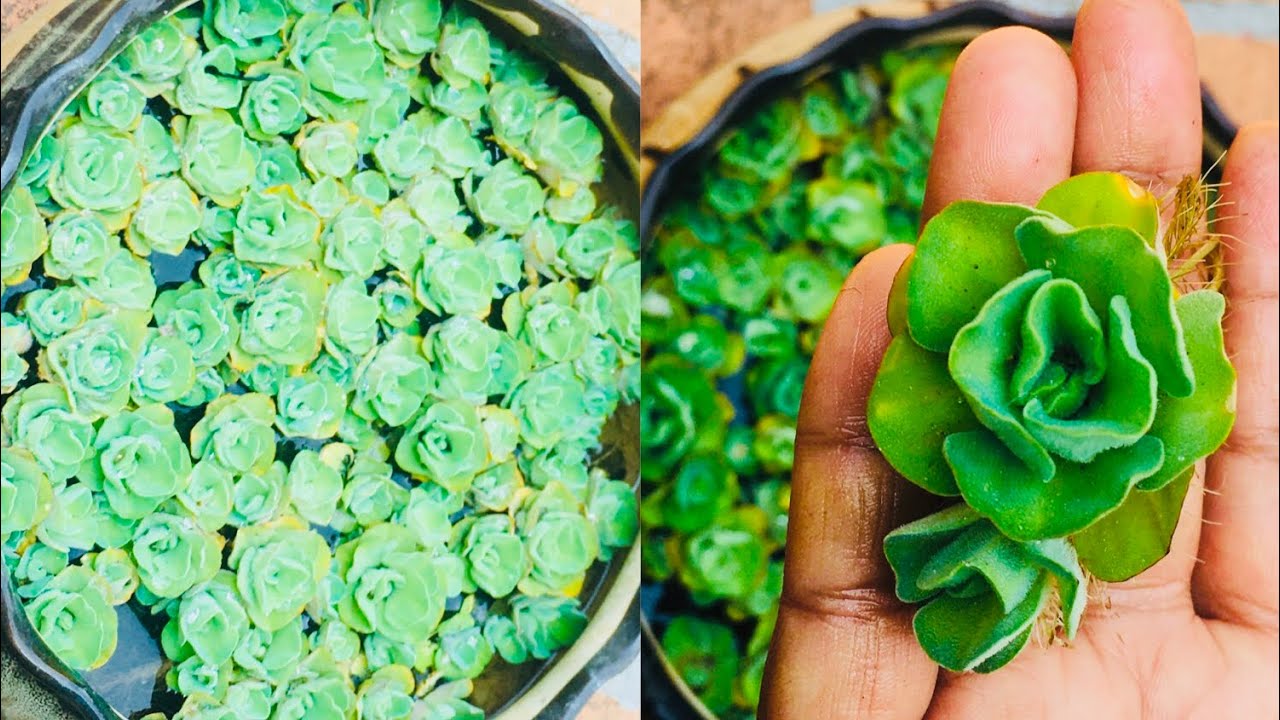 Water cabbage/ water lettuce/ ಅಂತರಗಂಗೆ ಇದನ್ನು ಹೇಗೆ ಬೆಳೆಯುವುದು ಮತ್ತು ಈ ಗಿಡದ ಬಗ್ಗೆತಿಳಿಯೋಣ / Pistia