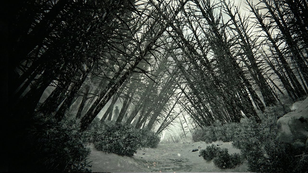Würdest DU in DIESEN Wald gehen? Kholat